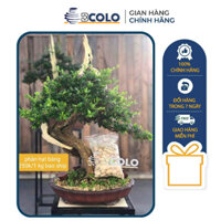 Phân Hạt Bàng Dùng Để Bón Cho Cây Cảnh Túi 500gr