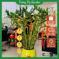 Phát Tài Xoắn Quấn Vàng 10 Cây Bao Bền, Cây Phong Thủy Phát Tài Để Bàn Thu Hút Vận May Tài Lộc - Phát Tài Đầu Rồng