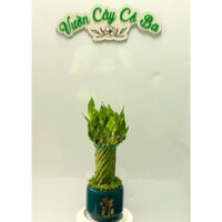 Phát tài xoắn trang trí nội thất đẹp sang