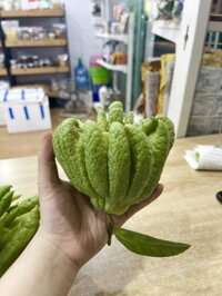 Phật thủ - quả size nhỏ