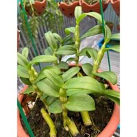 Phi Điệp 🍀FREESHIP🍀 5ct Phú Thọ - 5CT HO - Bảo Duy - Bạch Tuyết [ Kie Năm 2 ]