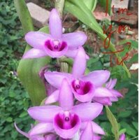 phi điệp hàng rừng hoa phong lan tím yên tử