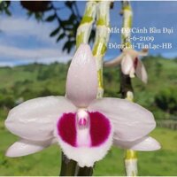 phi điệp hàng rừng hoa phong lan mắt đỏ cánh bầu đại đông lai tân lạc hòa bình