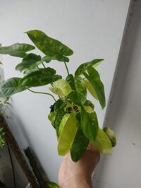 Philodendron Burle Marx Variegated – Cây trầu bà tỷ phú Var Chậu Tự Dưỡng Để Bàn