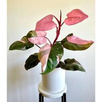 Philodendron pink princess ( cây công chúa hồng) / Cây trong nhà/ Cây decor/ Cây kiểng lá