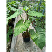 Philodendron subin khỏe đẹp đang leo trụ size 40-50cm