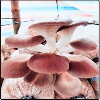 Phôi nấm Bào ngư (1 kiện 10 phôi)