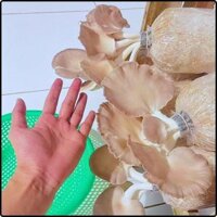Phôi nấm Bào ngư (Combo 12 phôi nấm)