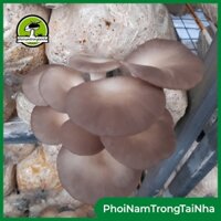 Phôi nấm bào ngư trồng tại nhà (Giá tại xưởng, combo 10)