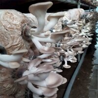 Phôi Nấm Bào Ngư Xám (8 Phôi) - Tặng Tài Liệu Hướng Dẫn Trồng Nấm