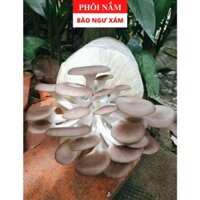 Phôi Nấm Bào Ngư Xám (9 Phôi) - Tặng Tài Liệu Hướng Dẫn Trồng Nấm