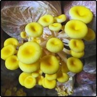 Phôi nấm Hoàng Kim ( Kiện 06 bịch)