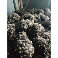 PHÔI NẤM RƠM miền Nam (tự trồng được tại nhà)