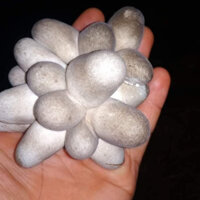 Phôi nấm rơm tự trồng (nguyên liệu rơm)