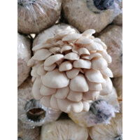 Phôi nấm sò 1400g/bịch (combo 10 bịch)