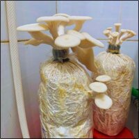 Phôi nấm sò (Kiện 10 bịch)
