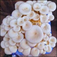 Phôi nấm Sò thái (1 kiện 16 bịch)
