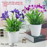 Phòng khách trang trí nội thất, nhựa nhân tạo cây lá xanh, chậu nhỏ, tủ rượu, tivi, bộ hoa giả, đ