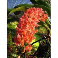 Phong lan đai châu màu cam - ngọc điểm thái hàng hoa tết FGDF (phuongboutique47)