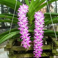 Phong lan đuôi cáo (theo bảng gỗ)