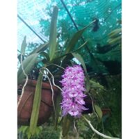 Phong lan đuôi cáo