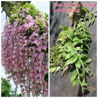 Phong lan hạc vỹ thiên cung lá biên