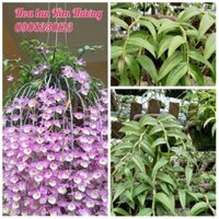 Phong lan hạc vỹ thiên cung lữ bố bảng gỗ + Tặng 02 cây nhót ngọt