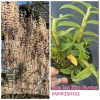 Phong lan long tu xuân chậu nhiều thân