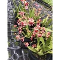 Phong lan vũ nữ hoa thơm trưởng thành các loại