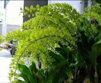 Phong lan vũ nữ hoàng hậu xanh cây to đẹp