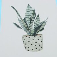 Photography Stuido Backdrop Leaf Card Picture - Sansevieria trifasciata Prain