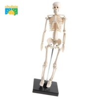 predolo Chulisia Mô hình bộ xương người nửa kích thước, Trang trí màn hình nghiên cứu lớp học khoa học, Aids Esqueleto Modelo-Tipo A 12x12x42cm