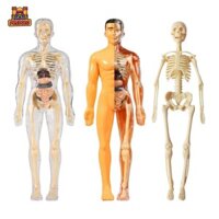 Predolo Learning Prop Mô hình cơ thể con người Bộ dụng cụ khoa học Mô hình tương tác Đồ chơi học tập Cơ thể Bộ phận cơ thể Con người cho trẻ em