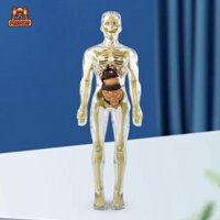 Predolo Mô Hình Bộ Xương Người Hỗ Trợ Dạy Học