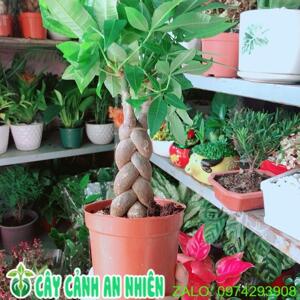 Mũ bảo hiểm Protec Rosa không kính