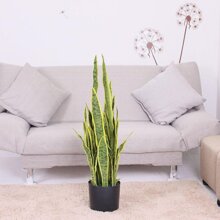 Chậu cây lưỡi cọp 80 - 120 cm