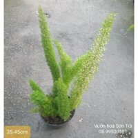 (Q.8 - GIAO 1-3H) Cây ĐUÔI CHỒN.