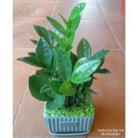 (Q.8 - GIAO 1-3H) Cây KIM TIỀN, chậu cây để bàn.