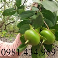 Quả Bần Tươi (có theo mùa, ib trước) 02KG