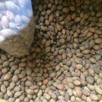 Quả đười ươi 1kg