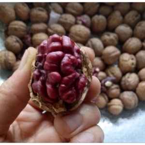 Quả óc chó đỏ Mỹ, 1Kg