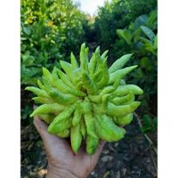 Quả phật thủ tươi đẹp tại nhà