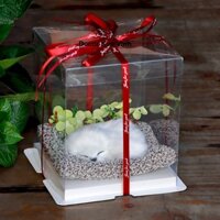 Quà Tặng Dịp Lễ Hộp Quà Mô Hình Chó Mèo Lõi Than Hoạt Tính