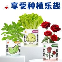 [Quà tặng sáng tạo cho trẻ em] Hộp mù cây trong lon thiếc, chậu trồng cây mini để bàn, quà tặng cho học sinh, cây giống để quan sát sự phát triển