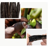 Quả Vanilla Madasgascar- Vanilla Beans - Bourbon from Madagascar - Đóng gói 1 quả/ 1 gói