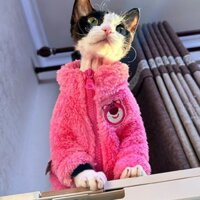 Quần Áo Mèo Không Lông Sphynx Devon Dâu Gấu Mềm Mại Dày Mùa Đông Ấm Áp Áo Khoác