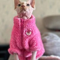 Quần Áo Mèo Không Lông Sphynx Devon Dâu Gấu Mềm Mại Dày Mùa Đông Ấm Áp Áo Khoác