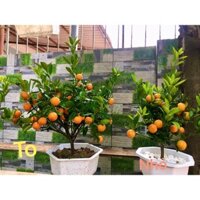 Quất cảnh mini