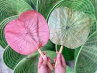 Quạt lá sen Huế