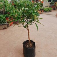 Quất ngọt trưởng thành chuẩn F1 - Tặng kèm rau cải nhật